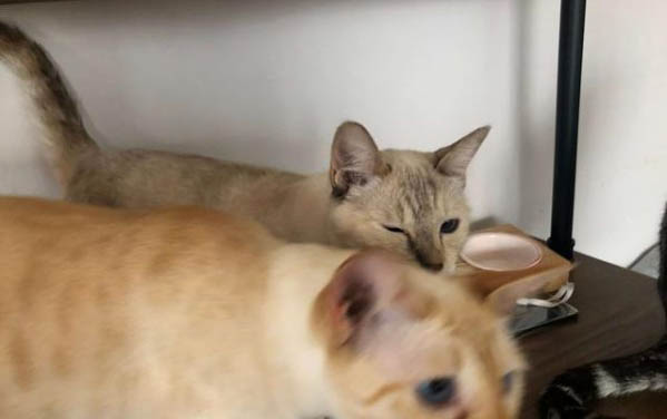 猫能吃鸡腿肉吗