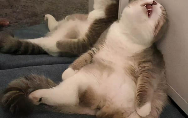 猫咪黑下巴用红霉素软膏