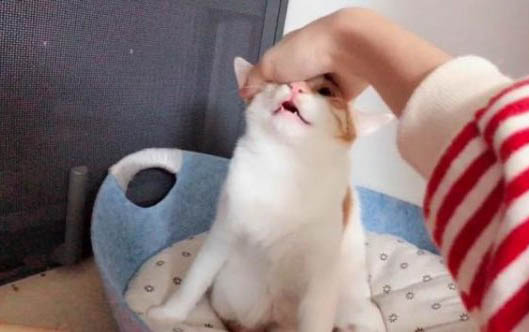 小猫离开妈妈要叫几天