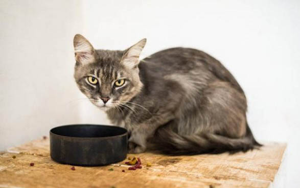 大猫咬小猫脖子