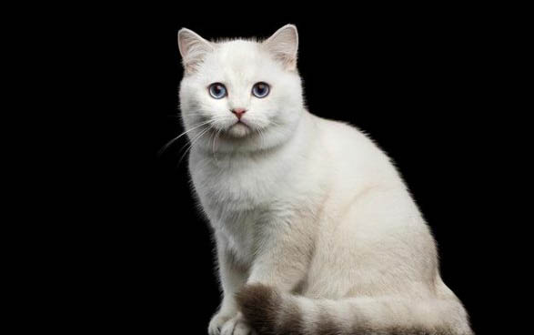 母猫咪多大发情