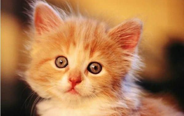请问猫咪呕吐的原因及处理方法?
