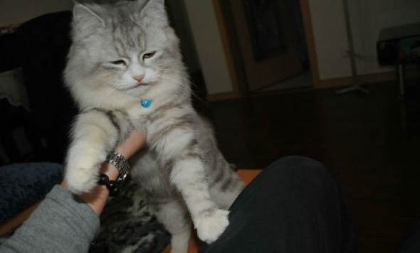 猫咪六个月了打疫苗晚不晚