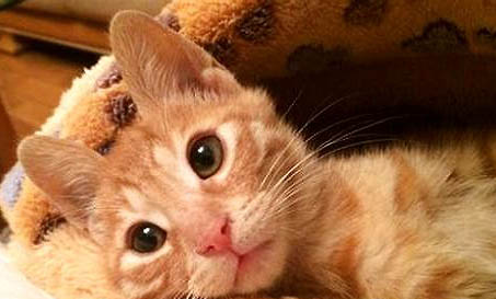 不小心踩到猫会记仇吗