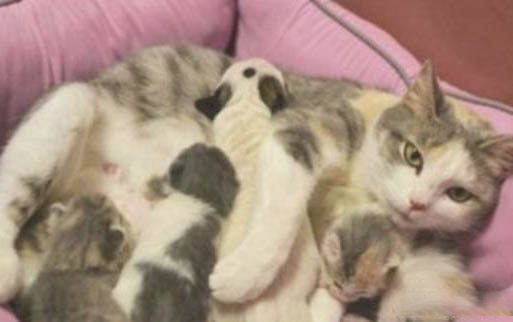 猫咪有点拉稀可以吃阿莫西林