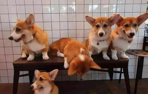 纯种柯基犬幼犬价格多少钱一只?