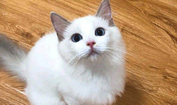纯种布偶猫大概价格多少