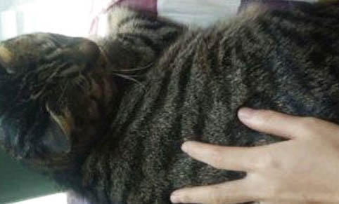 兰花对猫咪有没有影响