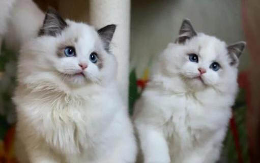 小猫为什么一直流鼻涕?如何处理以及注意事项?