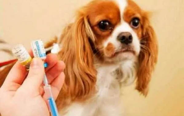 狗狗每年都需要注射疫苗吗？
