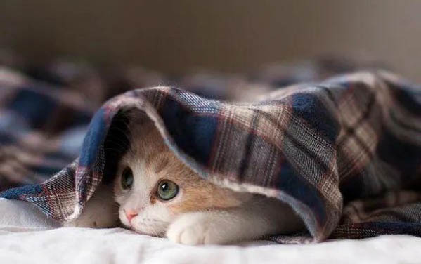 猫咪尿道口有黄脓液，原因及处理方法