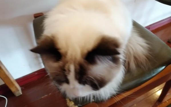 猫咪鼻子毛发黄是什么原因