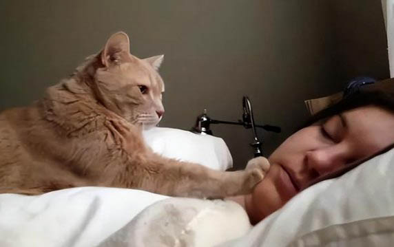 猫为何会从高楼跳下去?