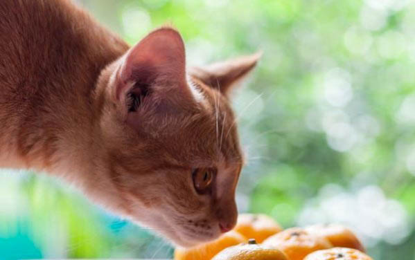 猫咪爱吃的东西是什么