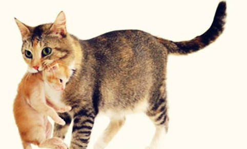 母猫没生完肚子里还有咋办