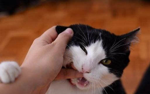 为什么猫会得猫瘟