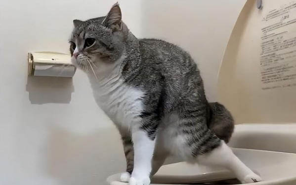 刚出生的小猫多久喂一次奶喂多少