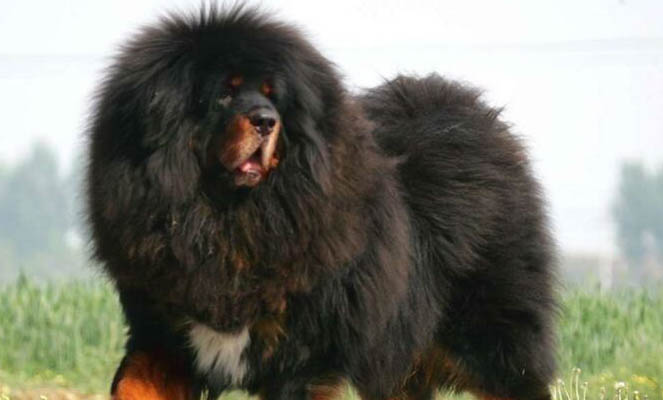哪里有藏獒幼犬出售