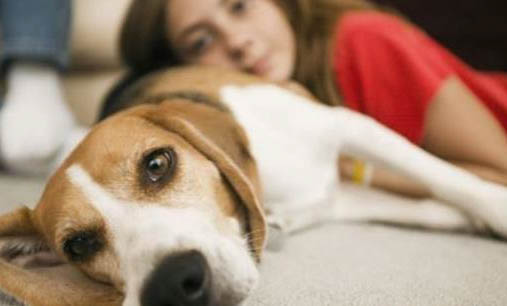 狗狗假孕现象多久才能恢复？