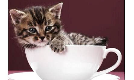 茶杯猫的价格平均是多少，茶杯小猫几元一只