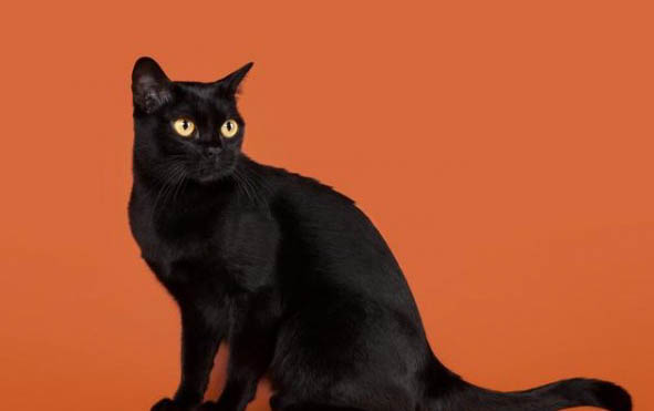 猫咪鼻子总是脏脏的该怎么处理