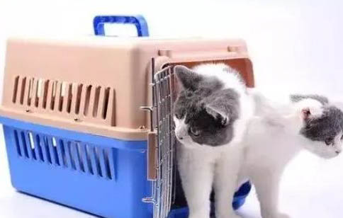 宠物猫品种有哪些种类