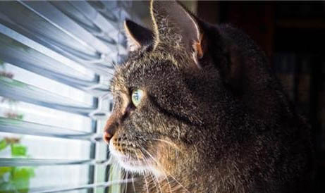 猫咪为什么晚上一直叫