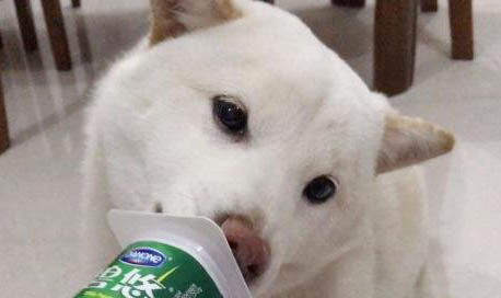 狗狗生病了不吃东西怎么办?