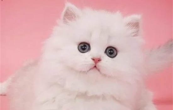 金吉拉猫不埋屎了,原因是什么?