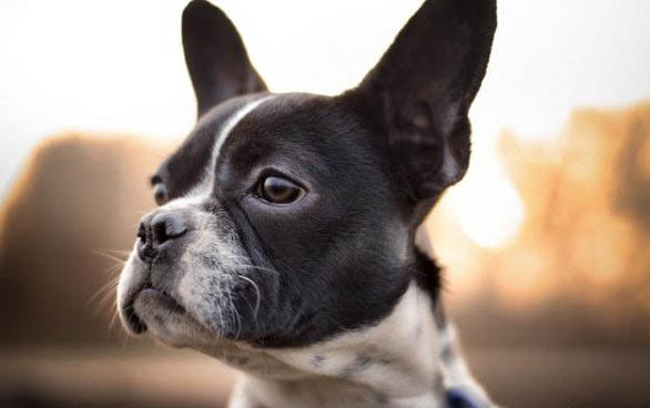 法牛犬好养吗?