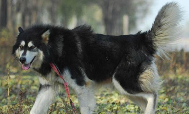 阿拉斯加幼犬标准体重