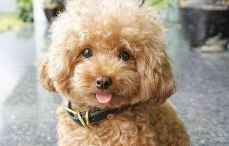 狗狗配完45天又不显怀