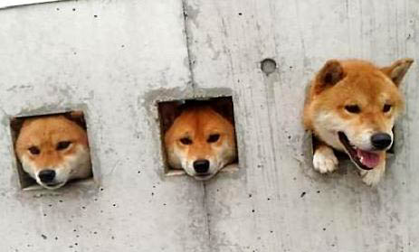 造成柴犬眼睛红肿的原因