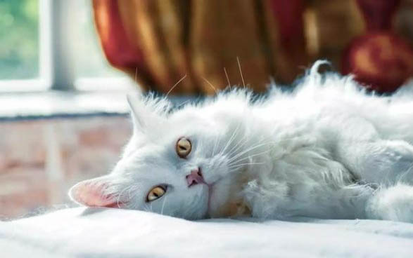 猫咪一般寿命多少年