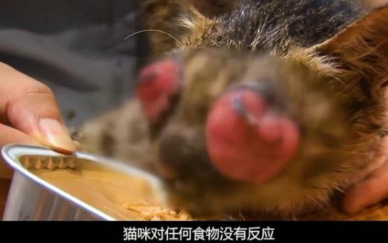 猫吐出草绿色的液体的原因