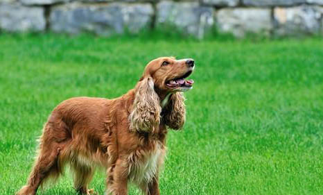 狗狗狂犬病的潜伏期是多久