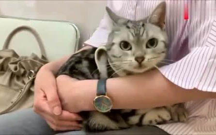 大猫接受小猫的表现是什么样子