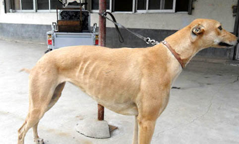 格力犬和惠比特哪个快