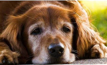 老年犬咳嗽