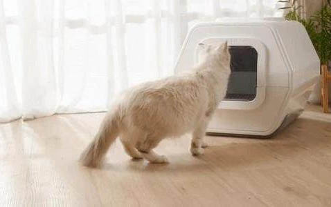 2个月小猫爱咬东西?