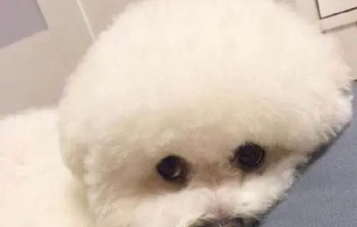比熊可以吃石榴吗
