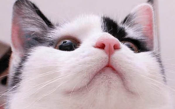 猫咪牙龈炎多久能好呢