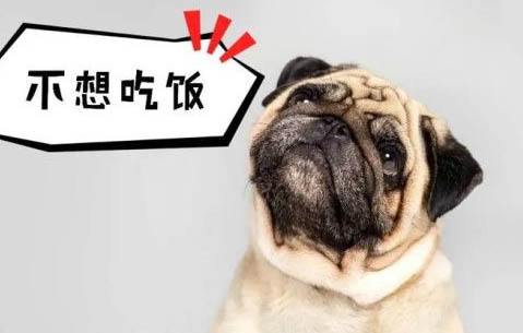 狗狗吐白沫能自己好吗,是什么原因