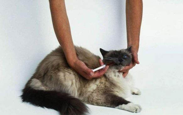 两个月的小猫带回来吃幼猫粮一直拉稀
