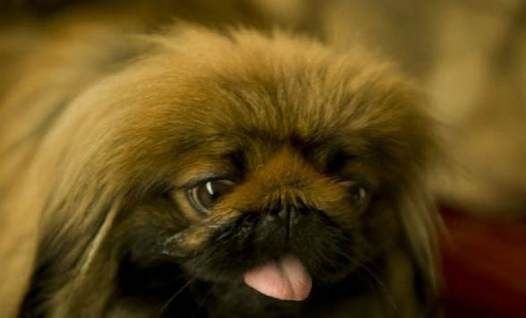 犬冠状病毒好转迹象