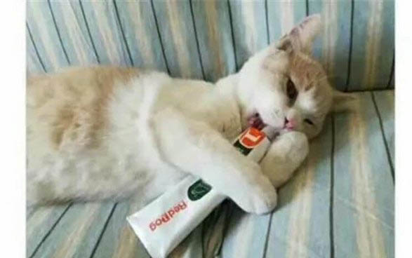 猫咪一天不吃东西