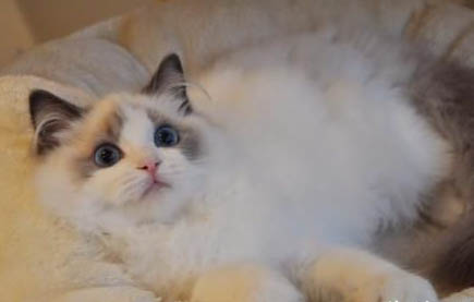 猫咪身上有白色的虫子是什么?