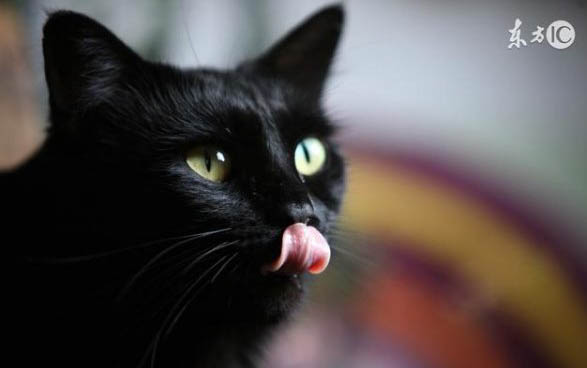 请问猫咪呕吐的原因及处理方法?