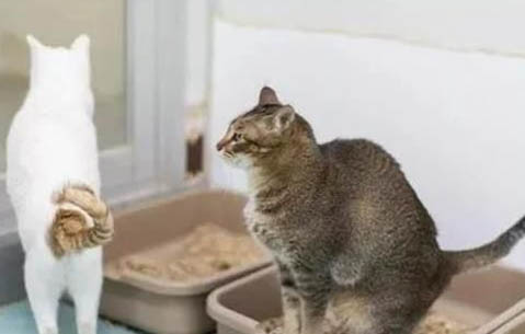 猫对兰花过敏吗