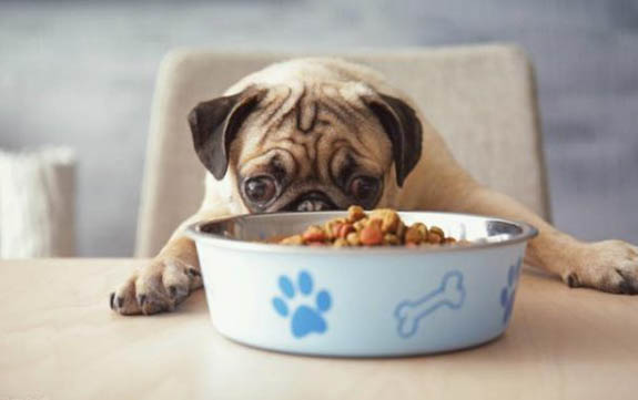 如何才能让狗吃狗粮呢